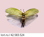 Grasshopper Pseudophyllus hercules Karny with spread wings/ Псевдофилл - - род кустарниковых сверчков, обитающий в Индокитае. Стоковое фото, фотограф Iva Noel / Фотобанк Лори
