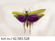 Grasshopper Titanacris albipes with spread wings/ Альбипес титанакрис, пурпурнокрылый кузнечик, вид южноамериканских кузнечиков. Стоковое фото, фотограф Iva Noel / Фотобанк Лори