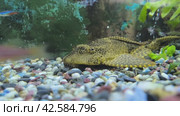 Ancistruses are popular aquarium fish from the family of ringed or loricaria catfish. Стоковое видео, видеограф Татьяна Яцевич / Фотобанк Лори