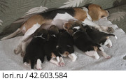 Щенки сосут молоко у матери. Group puppies sucking milk from mom dog. Puppies breed beagle age 24 days. Стоковое видео, видеограф EStarodubov / Фотобанк Лори
