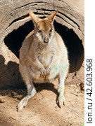 Кенгуру. Австралия. Сидней. Kangaroo. Australia. Sydney. Стоковое фото, фотограф Борис Лукьянов / Фотобанк Лори