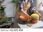 Repotting overgrown home plant large spiny cactus Echinocactus Gruzoni into new bigger pot. A woman in protective gloves holds the cactus carefully, afraid of getting pricked. Стоковое фото, фотограф Ольга Симонова / Фотобанк Лори