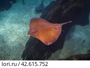 Honeycomb whipray Himantura Undulata stingray. Стоковое фото, фотограф Дмитрий Рухленко / Фотобанк Лори