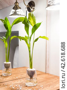 Spathiphyllum cochlearispathum commonly called peace lily growing in water in glass. Стоковое фото, фотограф Татьяна Терехина / Фотобанк Лори