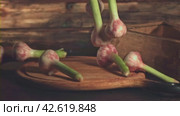 Super slow motion garlic falls on a cutting board on a wooden background. Filmed on a high-speed camera at 1000 fps. Стоковое видео, видеограф Артем Шадрин / Фотобанк Лори