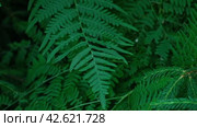 Dark Green Ferns Wallpaper. Wild forest Tropical Leaves Full Frame. Plant Texture. Perfect Natural Young Fern Pattern Background. Moody Feel. Top view, Copy space. Mock Up for Bio Care, Eco Product Ad. Стоковое видео, видеограф Марина Демидюк / Фотобанк Лори