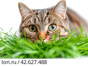 Striped cat eats green grass on white background, green succulent grass for cats, sprouted oats are good for cats. Стоковое AI-изображение, AI-художник Ирина Михайличенко / Фотобанк Лори