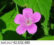Герань лесная (Geranium sylvaticum) Стоковое фото, фотограф lana1501 / Фотобанк Лори