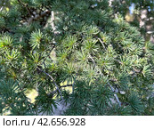 Branches of Blue Atlas Cedar (Latin - Cedrus atlantica) Стоковое фото, фотограф Irina Opachevsky / Фотобанк Лори