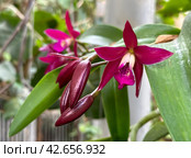 Blooming Cattleya orchid (lat.- Cattleya wittigiana) Стоковое фото, фотограф Irina Opachevsky / Фотобанк Лори