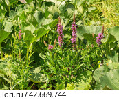 Южный Урал, цветущий дербенник иволистный (Lythrum salicaria) или плакун-трава на берегу реки. The Southern Urals, flowering purple loosestr (Lythrum salicaria) on the riverbank. Стоковое фото, фотограф Евгений Романов / Фотобанк Лори