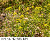 Южный Урал, цветущий желтушник левкойный (Erysimum cheiranthoides) на берегу реки. Southern Urals, flowering treacle-mustard (Erysimum cheiranthoides) on the river bank. Стоковое фото, фотограф Евгений Романов / Фотобанк Лори