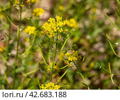 Южный Урал, цветущий желтушник левкойный (Erysimum cheiranthoides) на берегу реки. Southern Urals, flowering treacle-mustard (Erysimum cheiranthoides) on the river bank. Стоковое фото, фотограф Евгений Романов / Фотобанк Лори