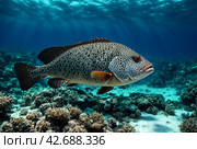 Malabar grouper swimming in tropical underwaters. Grouper in underwater world. Observation of animal world. Scuba diving adventure in South Africa coast of RSA. Стоковое AI-изображение, AI-художник Aleksandr Golubev / Фотобанк Лори