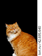 Smiling ginger cat isolated on black. Emotions of animals. Стоковое фото, фотограф Константин Григорьев / Фотобанк Лори