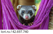 A Ferret Peeks Out of a Purple Door. Стоковое AI-изображение, AI-художник Юлия Гапеенко / Фотобанк Лори