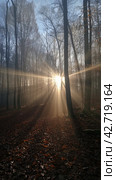 Sunlight Peeking Through Trees in Woods. Стоковое AI-изображение, AI-художник Юлия Гапеенко / Фотобанк Лори