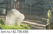 Зоопарк, тигр гуляет по вольеру zoo, tiger walks in the enclosure. Стоковое видео, видеограф Опока Алексей / Фотобанк Лори