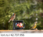 Самец дубоноса и самец зеленушки. Стоковое фото, фотограф Svetlana V. Pronina / Фотобанк Лори