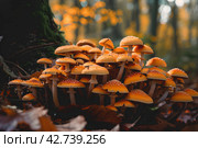 Осенние грибы. Стоковое AI-изображение, AI-художник Щеголева Ольга / Фотобанк Лори