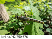 Young wingless Egyptian locust. Стоковое фото, фотограф Iva Noel / Фотобанк Лори
