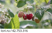 Women's hands picking ripe raspberry from the bush. Close-up. Стоковое видео, видеограф EStarodubov / Фотобанк Лори