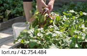 Female hands harvesting fresh beets in garden. Farmer picking beets. Стоковое видео, видеограф EStarodubov / Фотобанк Лори