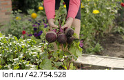 Farmer harvests a fresh crop of beets on the farm bed. Farmer picking beets. Close-up of female hands. Стоковое видео, видеограф EStarodubov / Фотобанк Лори