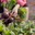 Farmer harvests a fresh crop of beets on the farm bed. Farmer picking beets. Close-up of female hands. Стоковое видео, видеограф EStarodubov / Фотобанк Лори