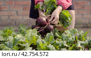 Farmer harvests a fresh crop of beets on the farm bed. Farmer picking beets. Close-up of female hands. Стоковое видео, видеограф EStarodubov / Фотобанк Лори