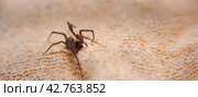 The house spider Tegenaria domestica is a species of spider from the funnel web family (Agelenidae), a close relative of the American house spider Tegenaria agrestis. Стоковое фото, фотограф Evgenii Predibailo / Фотобанк Лори