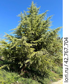 Himalayan cedar, Deodar cedar (lat.- Cedrus deodara) Стоковое фото, фотограф Irina Opachevsky / Фотобанк Лори