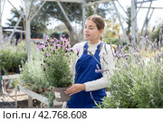 Young saleswoman changes arrangement of pots with lavender and improves appearance of window. Стоковое фото, фотограф Яков Филимонов / Фотобанк Лори