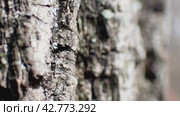 The oak bark close-up. Стоковое видео, видеограф Ярославский Максим / Фотобанк Лори