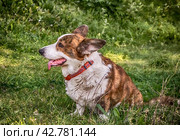 Dog Welsh Corgi posing outdoors. Стоковое фото, фотограф Iva Noel / Фотобанк Лори