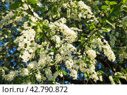 Prunus padus, bird cherry, hackberry, hagberry, or Mayday tree is a flowering plant. It is a species of cherry, a deciduous small tree or large shrub. Spring in Warsaw, blooming branches. Стоковое фото, фотограф Юлия Петровская / Фотобанк Лори