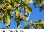 Pear fruits affected by Venturia inaequalis scab. Monilial fruit rot of fruits. Стоковое фото, фотограф Ольга Сейфутдинова / Фотобанк Лори
