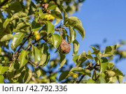 Pear fruits affected by Venturia inaequalis scab. Monilial fruit rot of fruits. Стоковое фото, фотограф Ольга Сейфутдинова / Фотобанк Лори