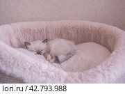 Маленький красивый котенок породы Рэгдолл отдыхает дома на диване. A beautiful little Ragdoll kitten is resting at home on the couch. Стоковое фото, фотограф Мария / Фотобанк Лори