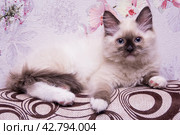 Маленький красивый котенок породы Рэгдолл отдыхает дома на диване. A beautiful little Ragdoll kitten is resting at home on the couch. Стоковое фото, фотограф Мария / Фотобанк Лори