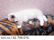 Маленький красивый котенок породы Рэгдолл отдыхает дома на диване. A beautiful little Ragdoll kitten is resting at home on the couch. Стоковое фото, фотограф Мария / Фотобанк Лори