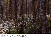 Необычные белые пушистые цветы Пушица растут в лесу на болоте. Лето. Unusual white fluffy Fluffy flowers grow in the forest in the swamp. Summer. Стоковое фото, фотограф Мария / Фотобанк Лори