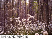 Необычные белые пушистые цветы Пушица растут в лесу на болоте. Лето. Unusual white fluffy Fluffy flowers grow in the forest in the swamp. Summer. Стоковое фото, фотограф Мария / Фотобанк Лори