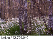 Необычные белые пушистые цветы Пушица растут в лесу на болоте. Лето. Unusual white fluffy Fluffy flowers grow in the forest in the swamp. Summer. Стоковое фото, фотограф Мария / Фотобанк Лори