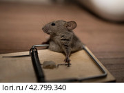 A gray mouse fell into a mousetrap and slammed. Стоковое фото, фотограф Ольга Коваленко / Фотобанк Лори