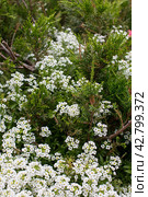 Small white alyssum flowers growing in a green thuja. Стоковое фото, фотограф Светлана Высокос / Фотобанк Лори
