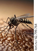 Close-up of striped mosquito on human skin, macro photo. Mosquitoes (Aedes aegypti) sucking human blood, close up. Carriers of dengue fever and malaria concept. Gen ai illustrate. Copy ad text space. Стоковое AI-изображение, AI-художник Aleksandr Golubev / Фотобанк Лори
