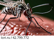 Close-up of striped mosquito on human skin, macro photo. Mosquitoes (Aedes aegypti) sucking human blood, close up. Carriers of dengue fever and malaria concept. Gen ai illustrate. Copy ad text space. Стоковое AI-изображение, AI-художник Aleksandr Golubev / Фотобанк Лори