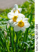 Белые нарциссы (narcissus) Стоковое фото, фотограф Александр Щепин / Фотобанк Лори