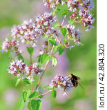 Volucella inanis - bee fly on the flowering oregano. Стоковое фото, фотограф Володина Ольга / Фотобанк Лори